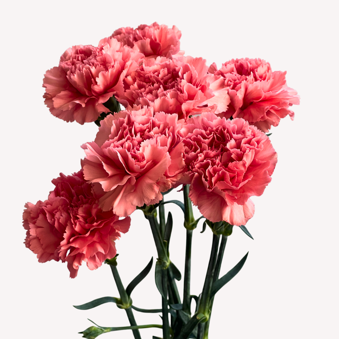 PINK CARNATIONS