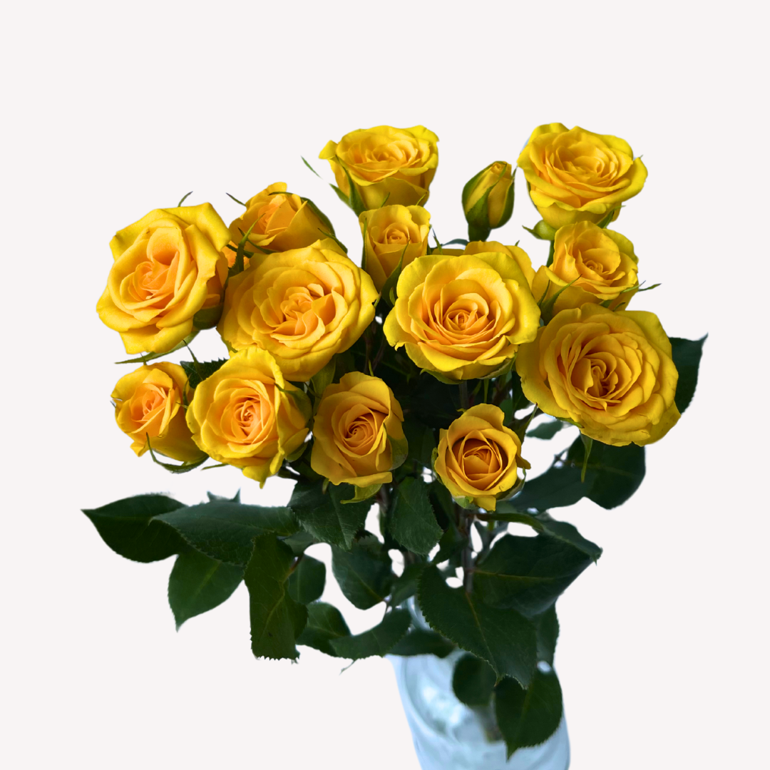 YELLOW BABY SPRAY ROSES