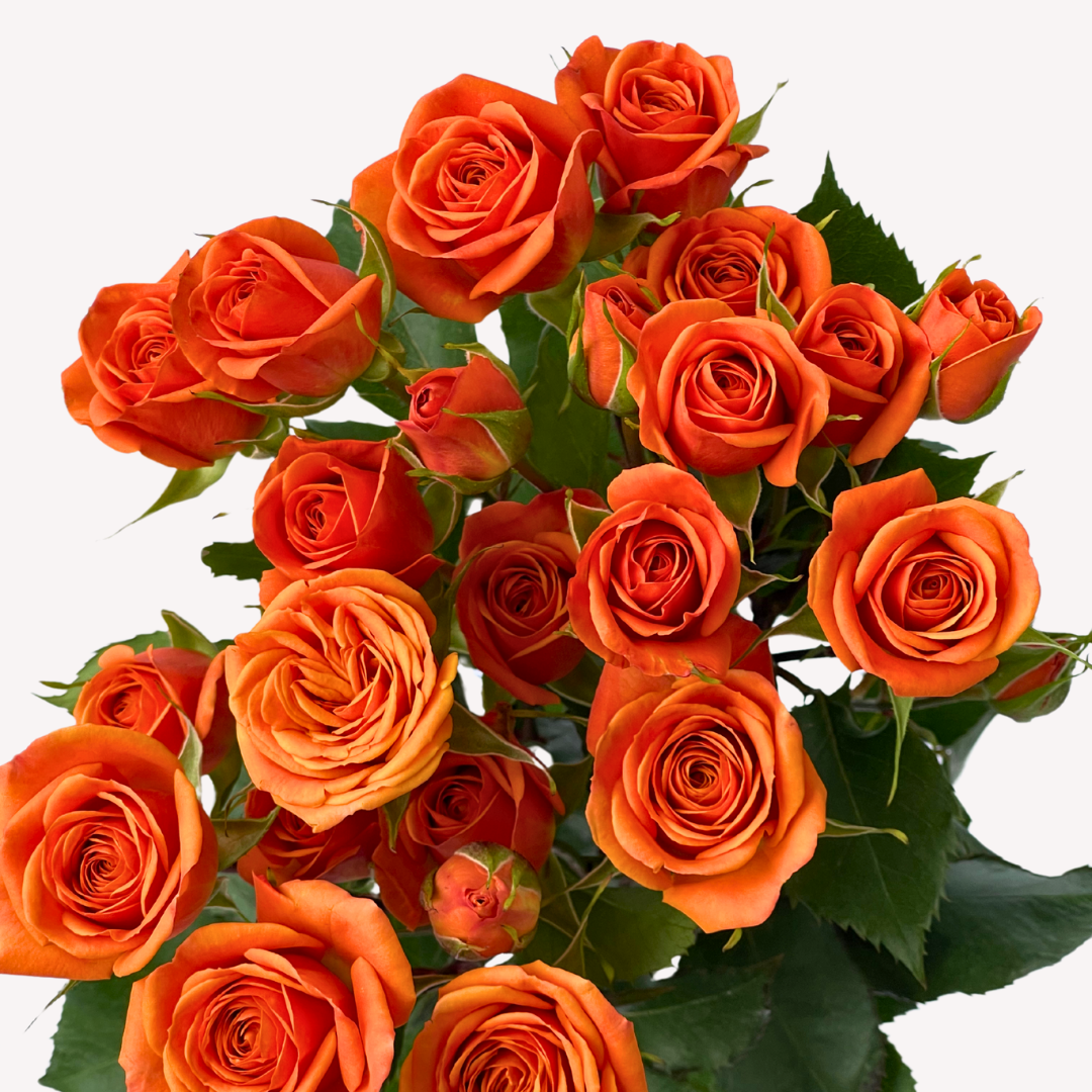 ORANGE BABY SPRAY ROSES