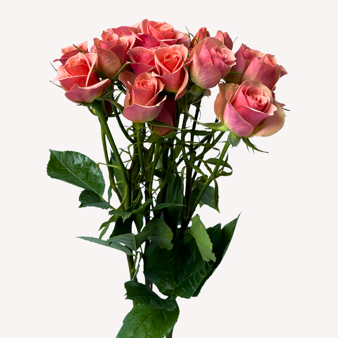 ILSE SPRAY ROSES