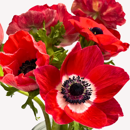 RED ANEMONES