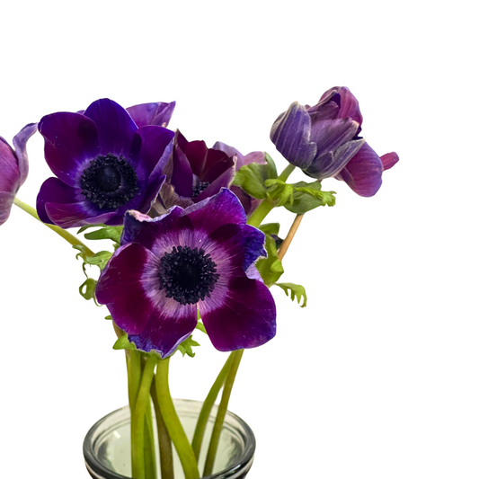 BURGUNDY ANEMONES