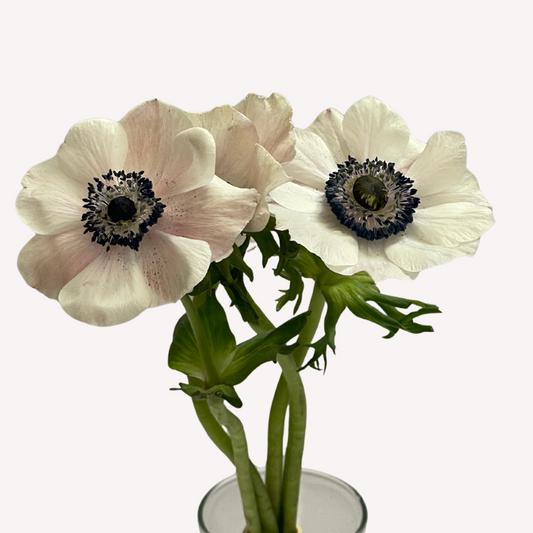 WHITE ANEMONES