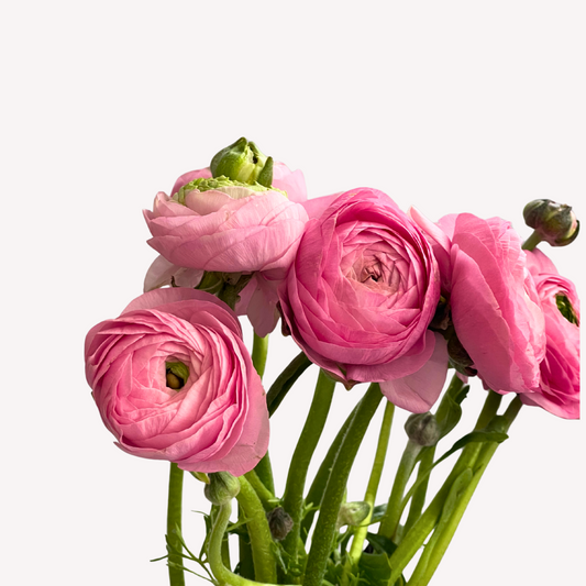 PINK RANUNCULUS
