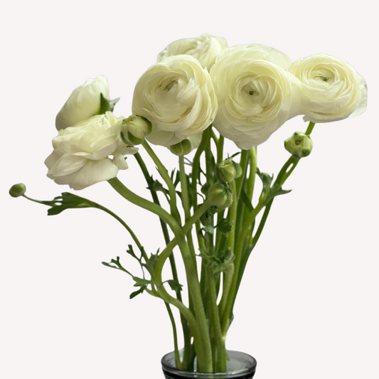 WHITE RANUNCULUS
