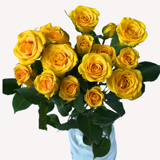 YELLOW BABY SPRAY ROSES