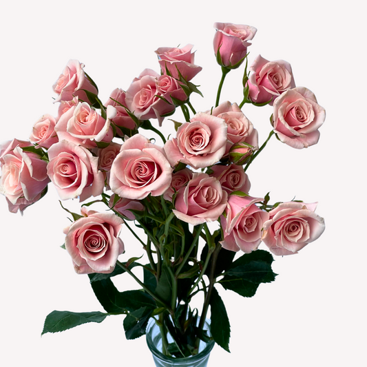 PINK MAJOLICA SPRAY ROSES
