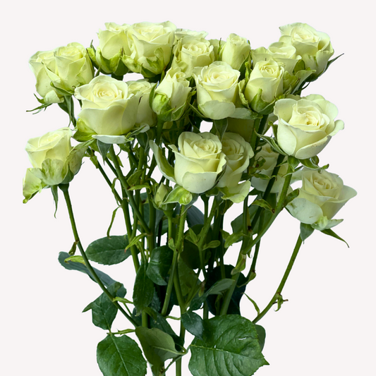 SNOW FLAME SPRAY ROSES