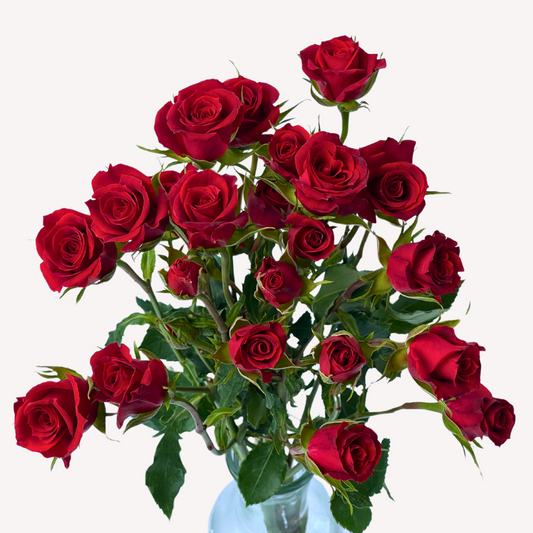 RED MIKADO SPRAY ROSES