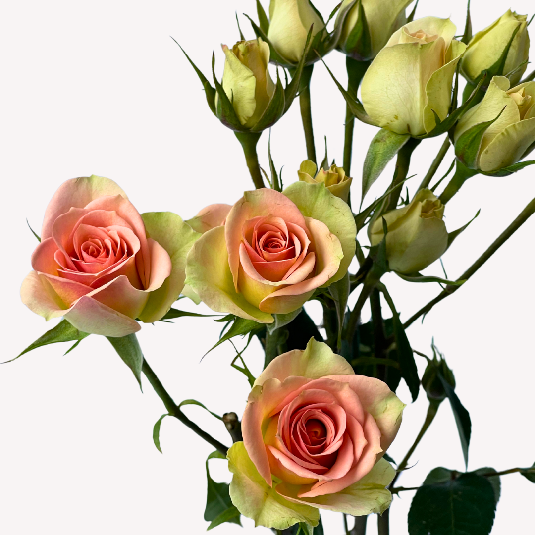 CHABLIS SPRAY ROSES