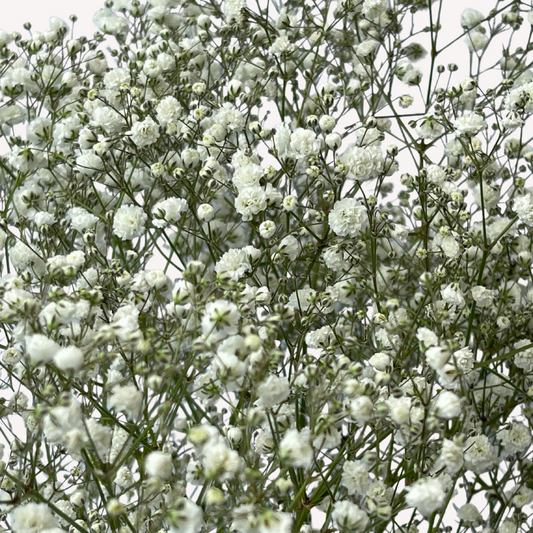 GYPSOPHILIA / BABY BREATH
