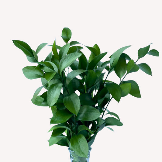 RUSCUS