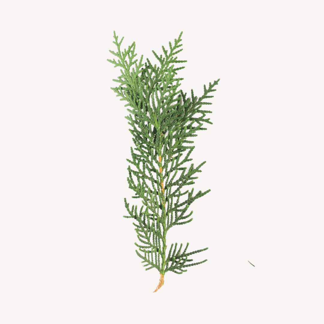 CYPRESS
