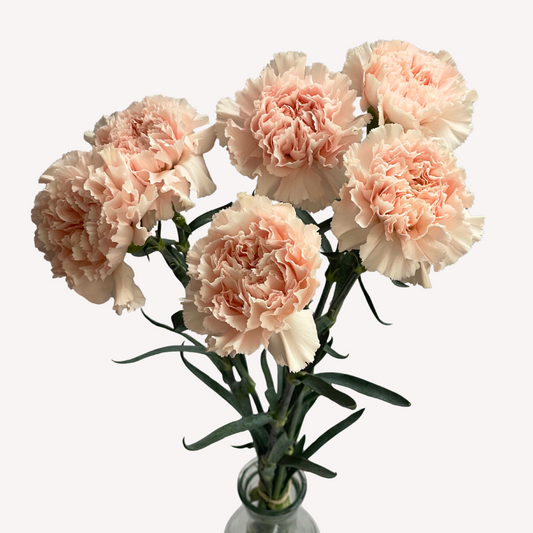 LIGHT PINK CARNATIONS