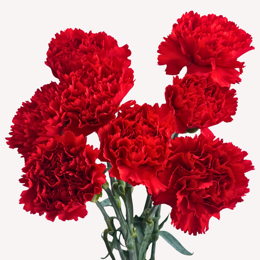 RED CARNATIONS