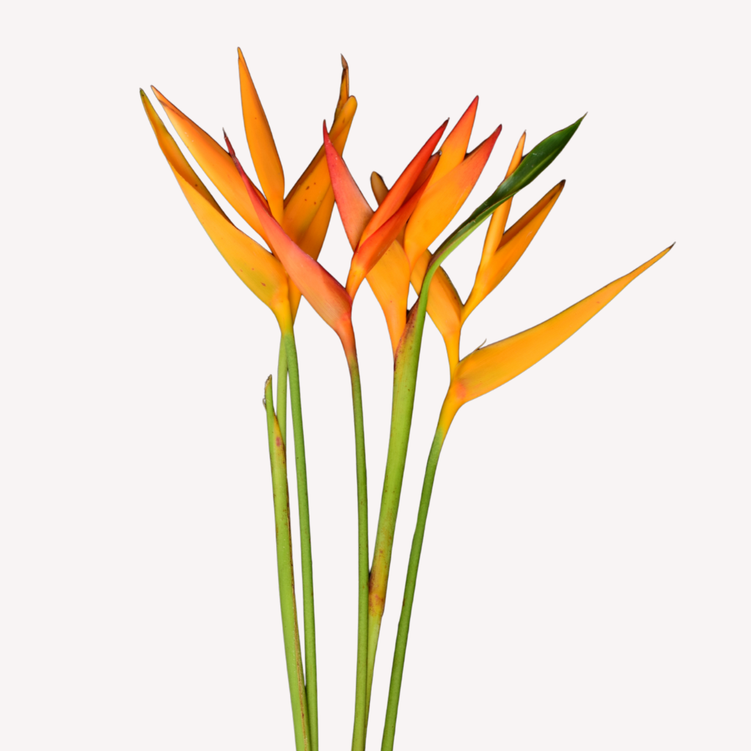 MINI HELICONIA FIRE OPAL