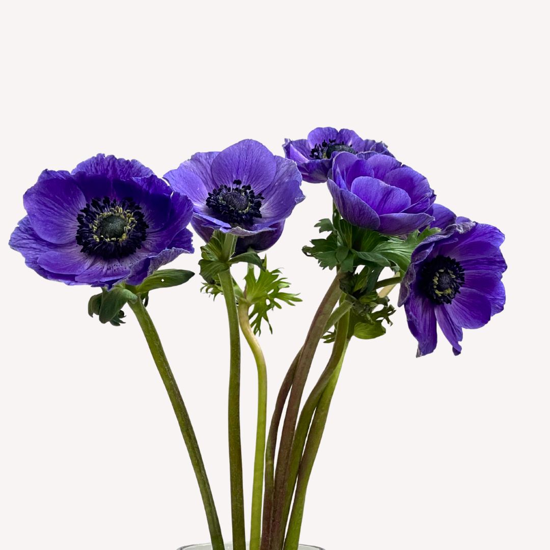 LAVENDER ANEMONES