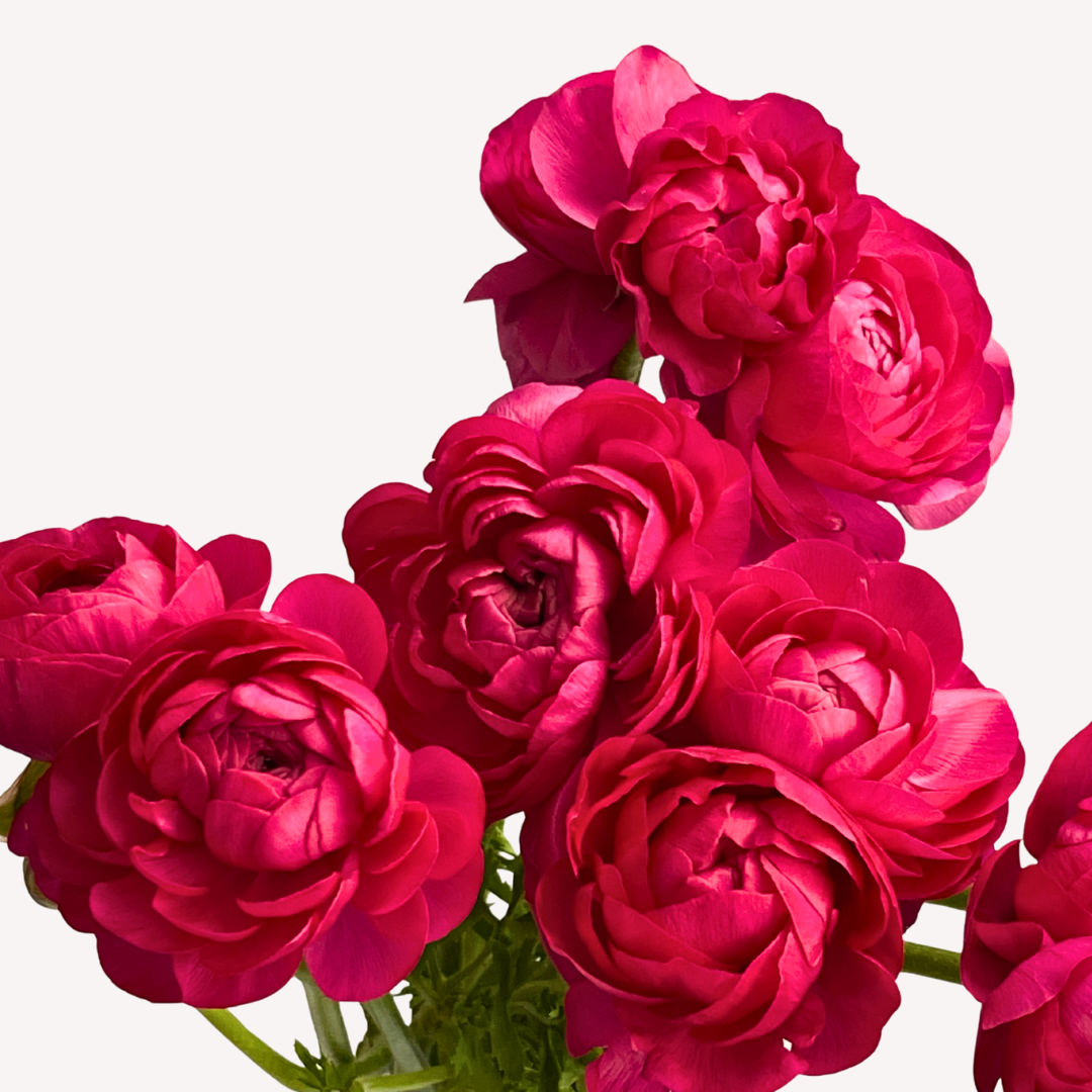 HOT PINK RANUNCULUS