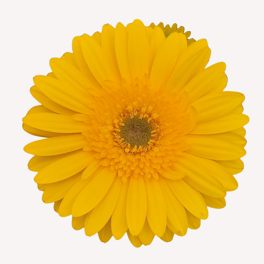 ASSORTED GERBERAS