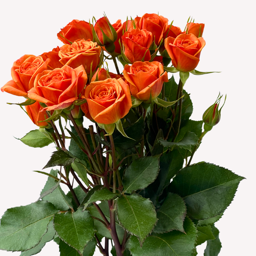 ORANGE BABY SPRAY ROSES