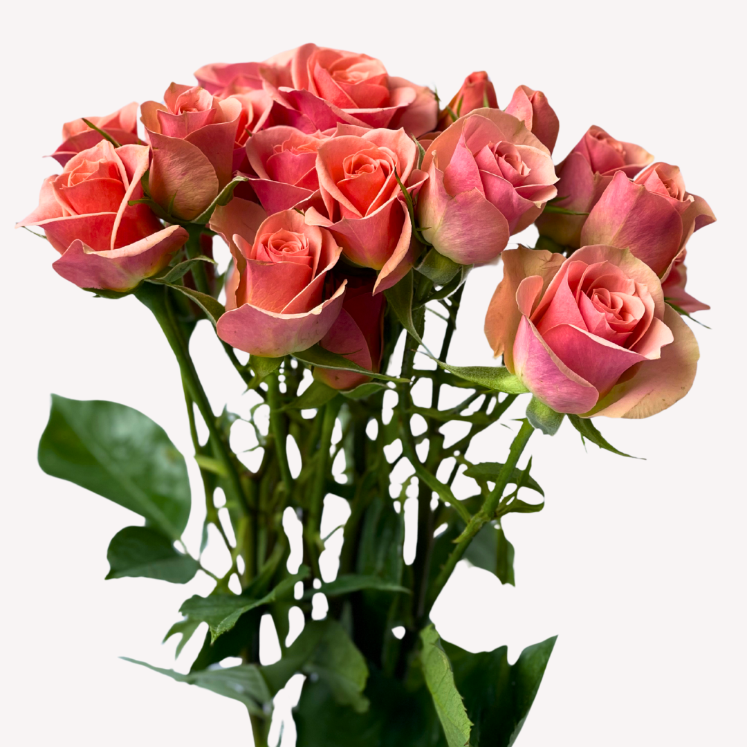 ILSE SPRAY ROSES