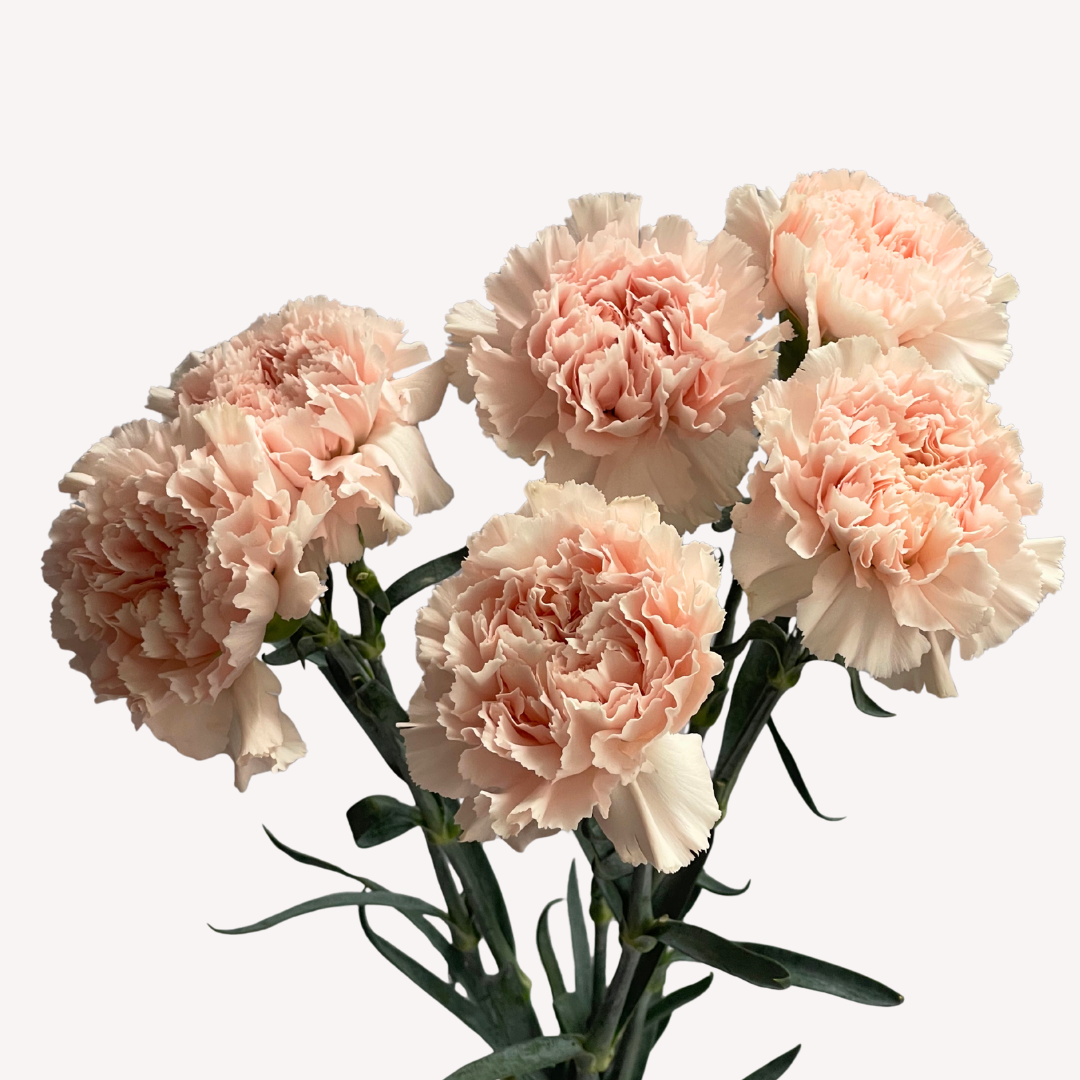 LIGHT PINK CARNATIONS