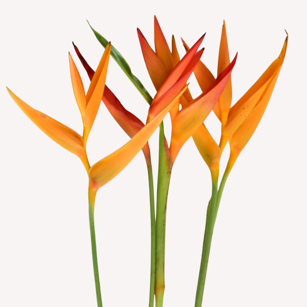 MINI HELICONIA FIRE OPAL