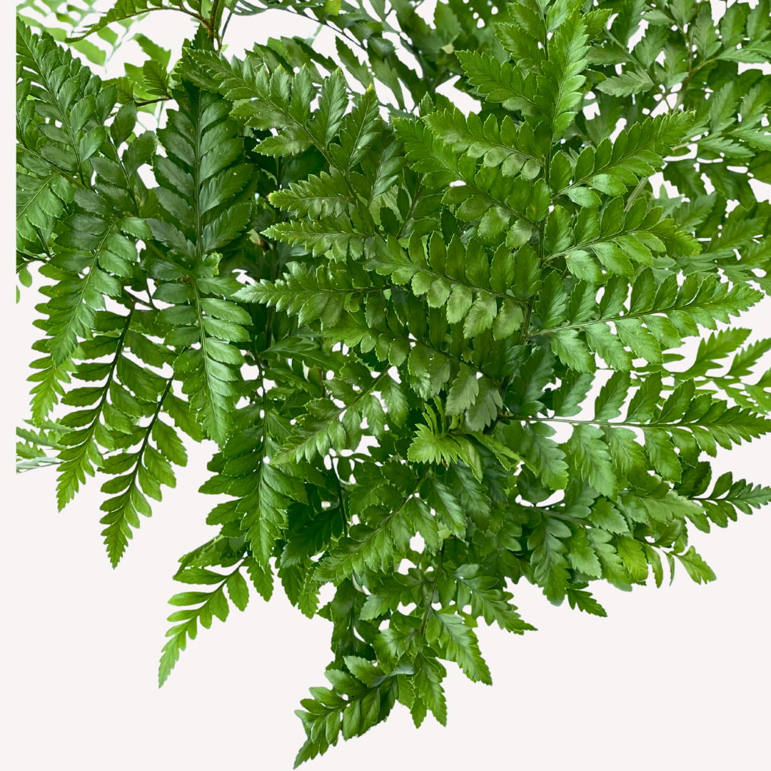 LEATHER LEAF