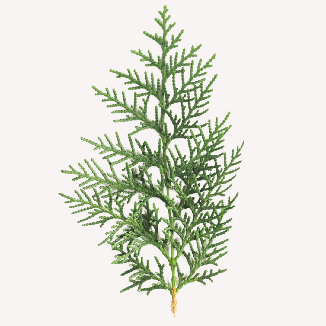 CYPRESS