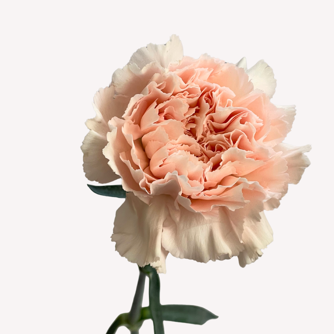 LIGHT PINK CARNATIONS