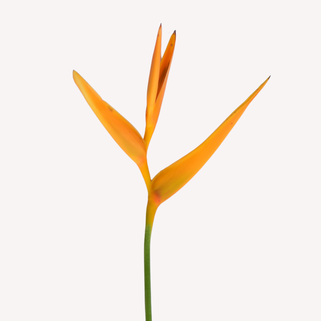 MINI HELICONIA FIRE OPAL
