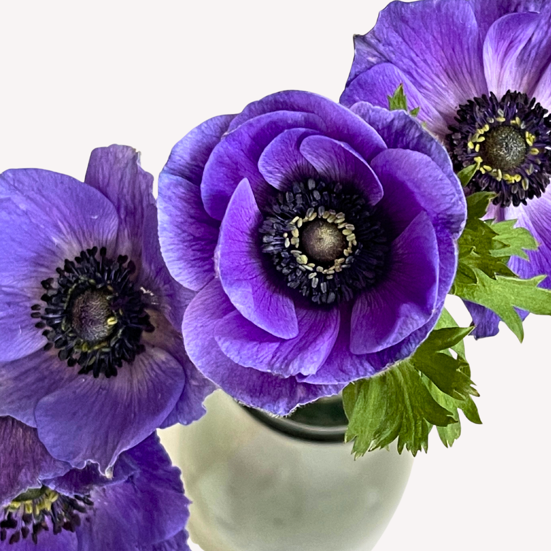 LAVENDER ANEMONES