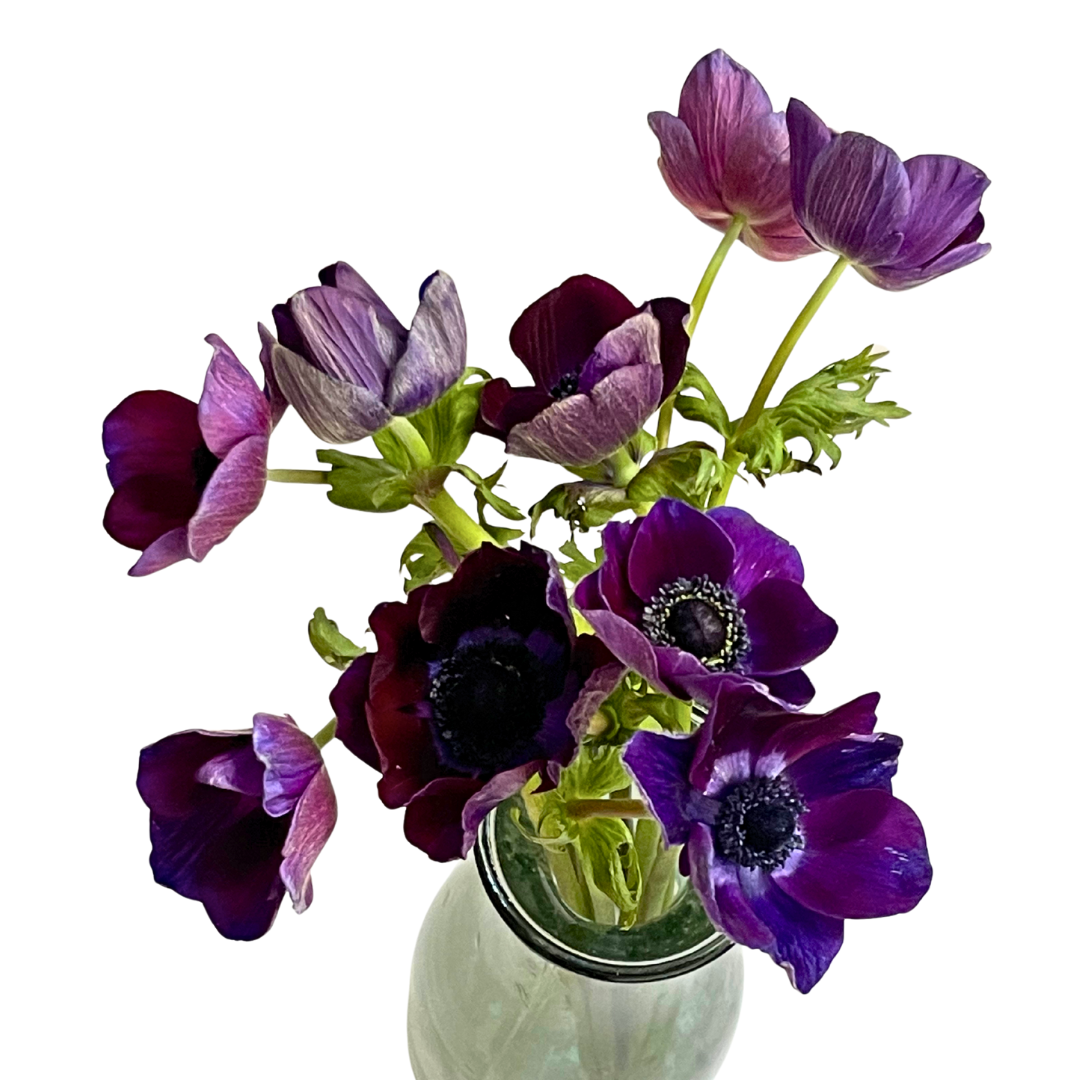 BURGUNDY ANEMONES