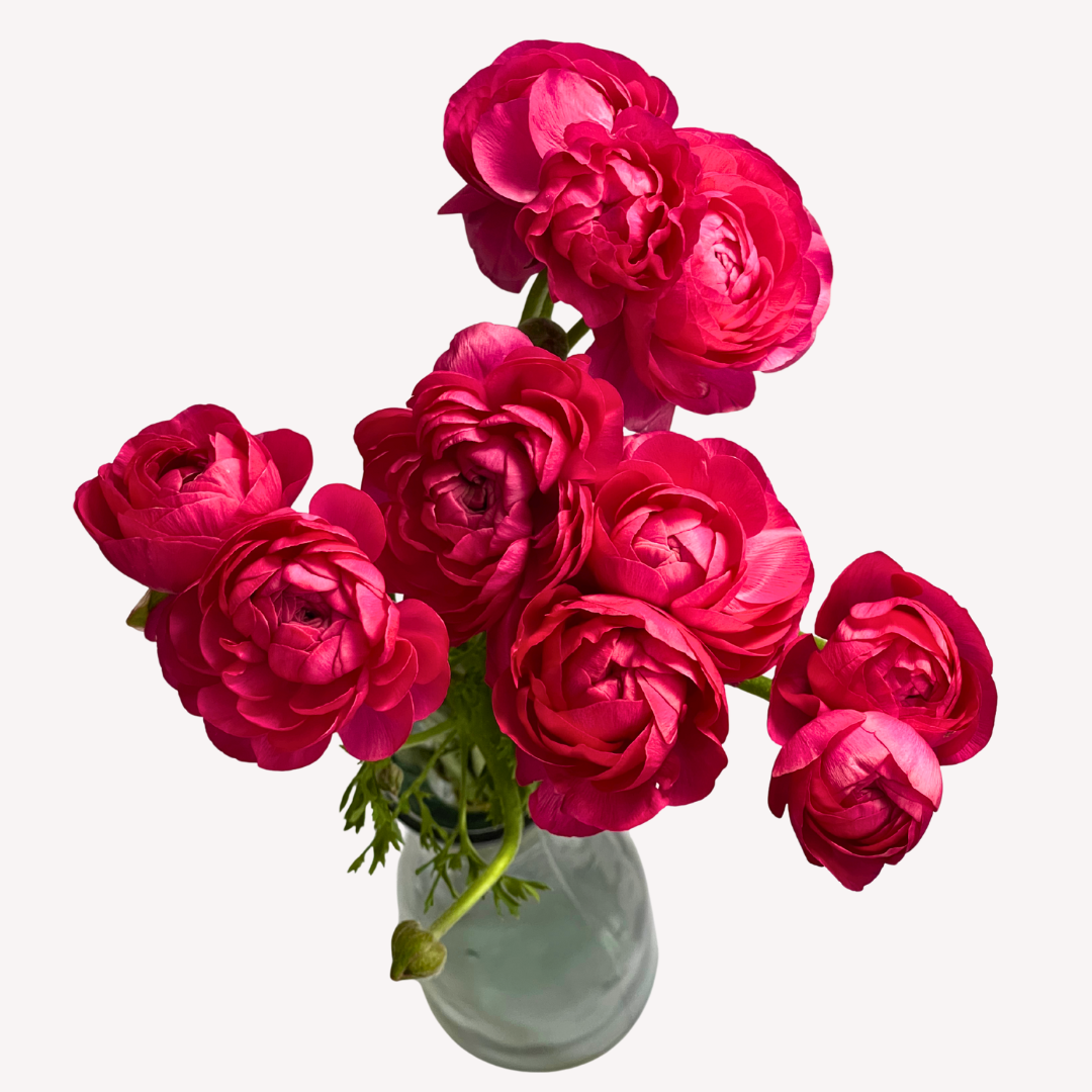 HOT PINK RANUNCULUS