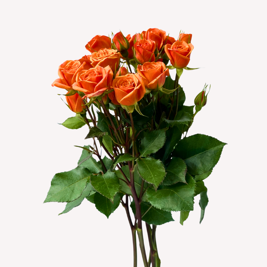 ORANGE BABY SPRAY ROSES