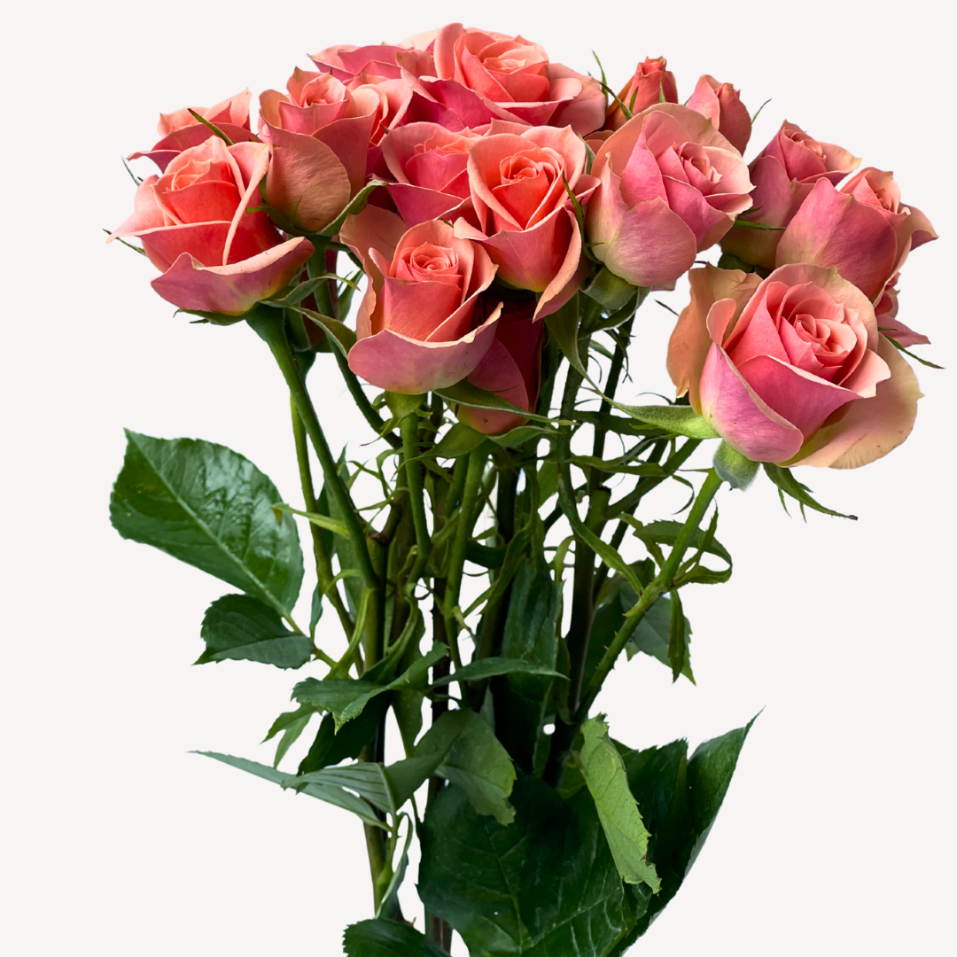ILSE SPRAY ROSES