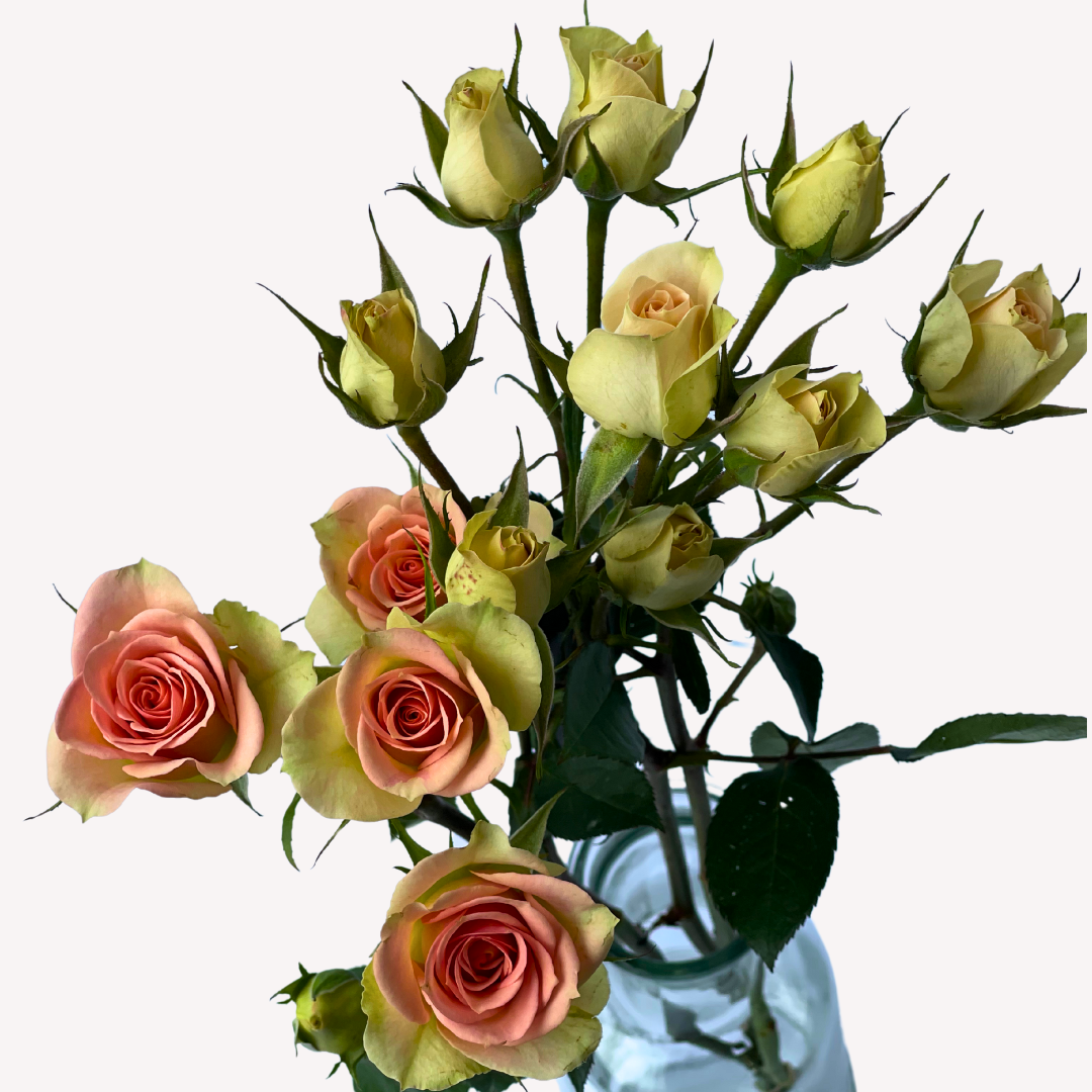 CHABLIS SPRAY ROSES