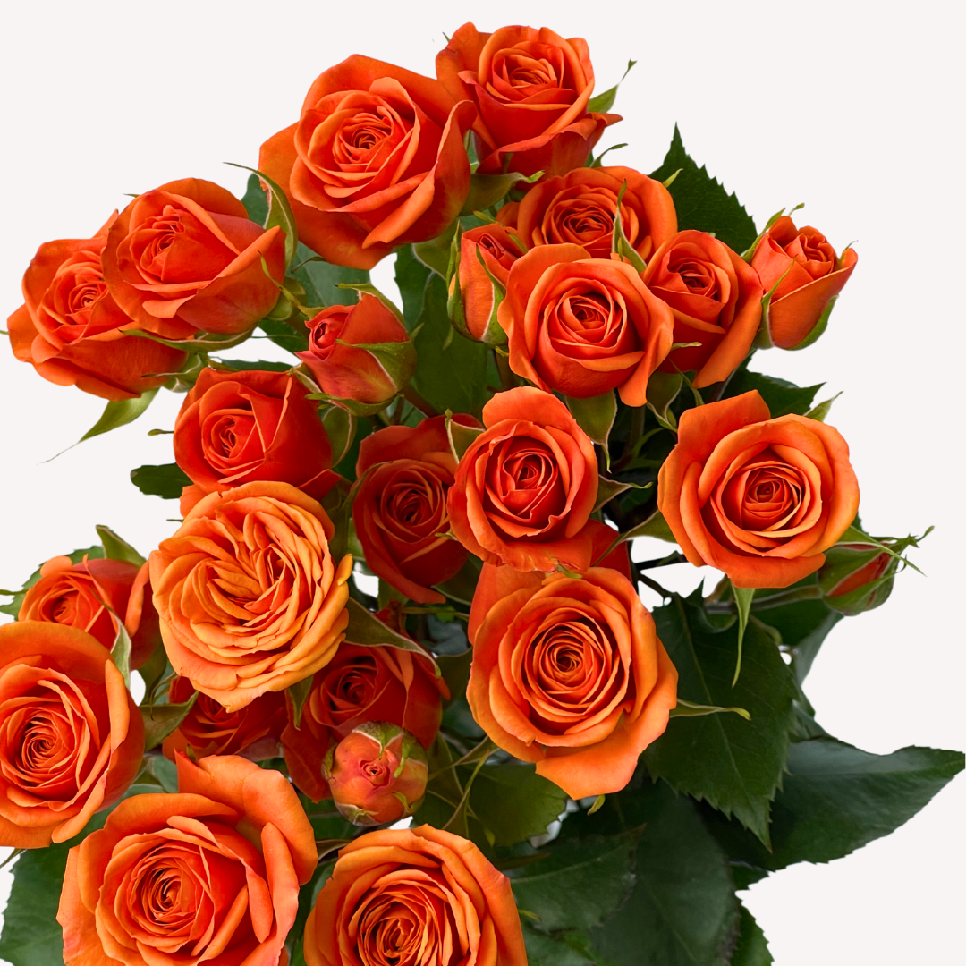 ORANGE BABY SPRAY ROSES
