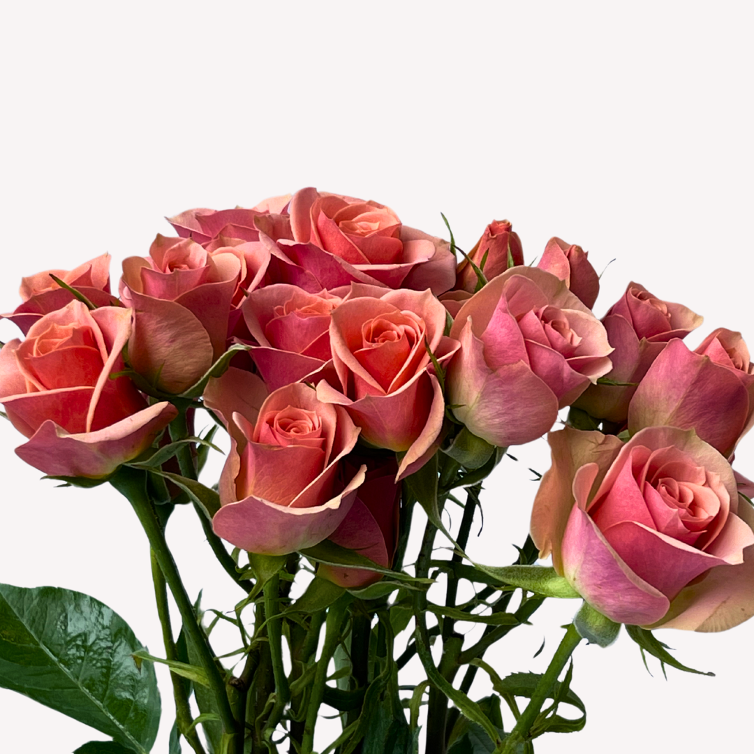ILSE SPRAY ROSES