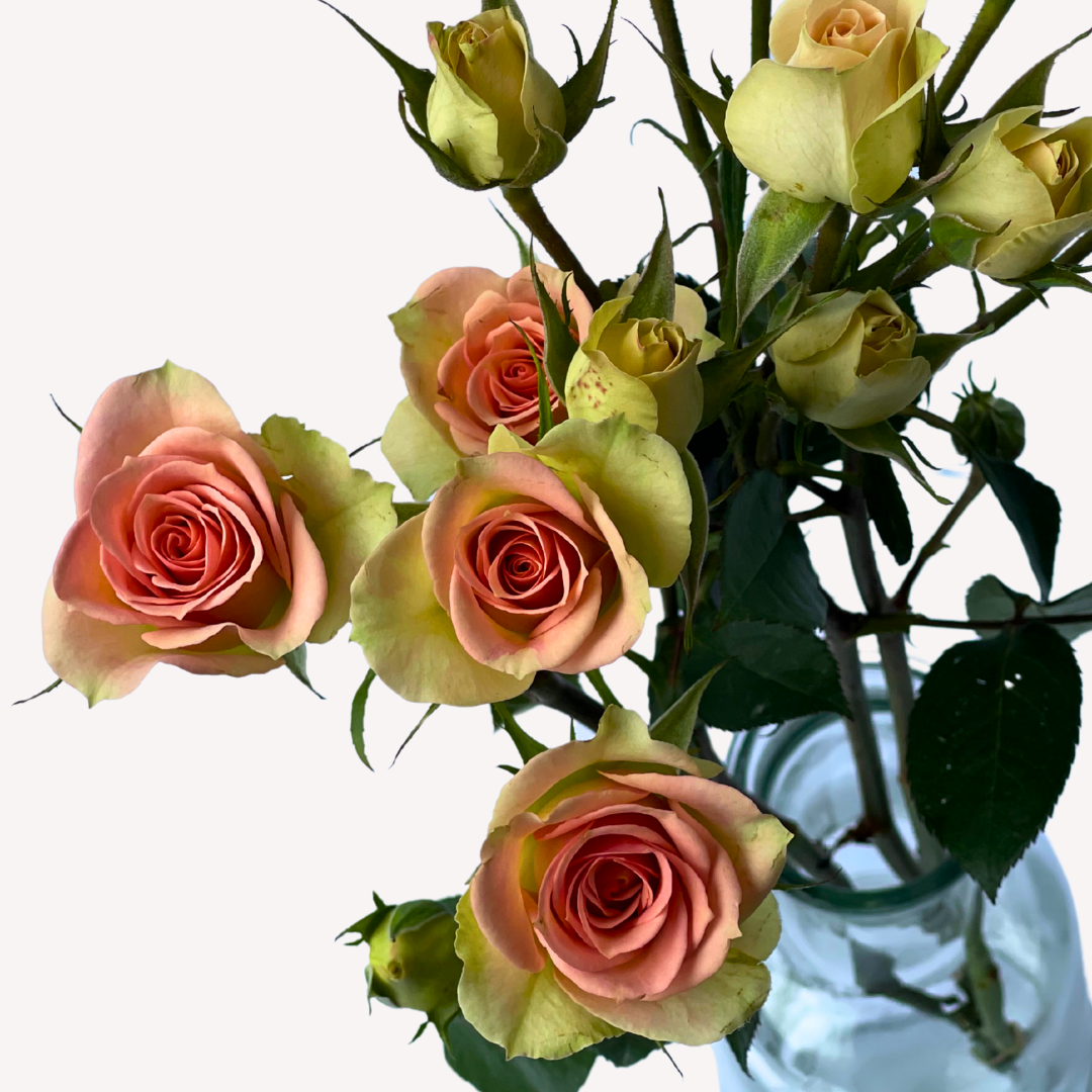 CHABLIS SPRAY ROSES