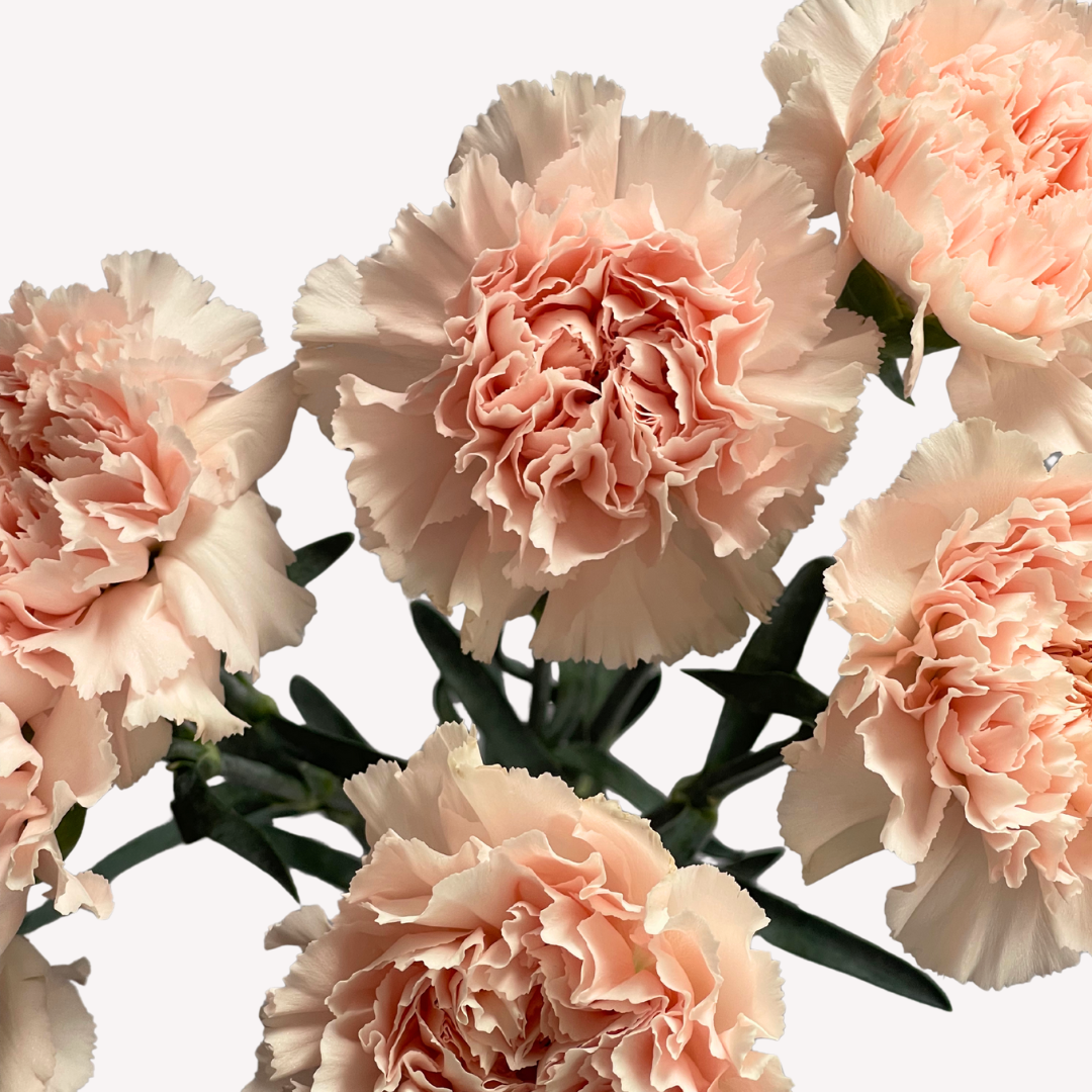 LIGHT PINK CARNATIONS