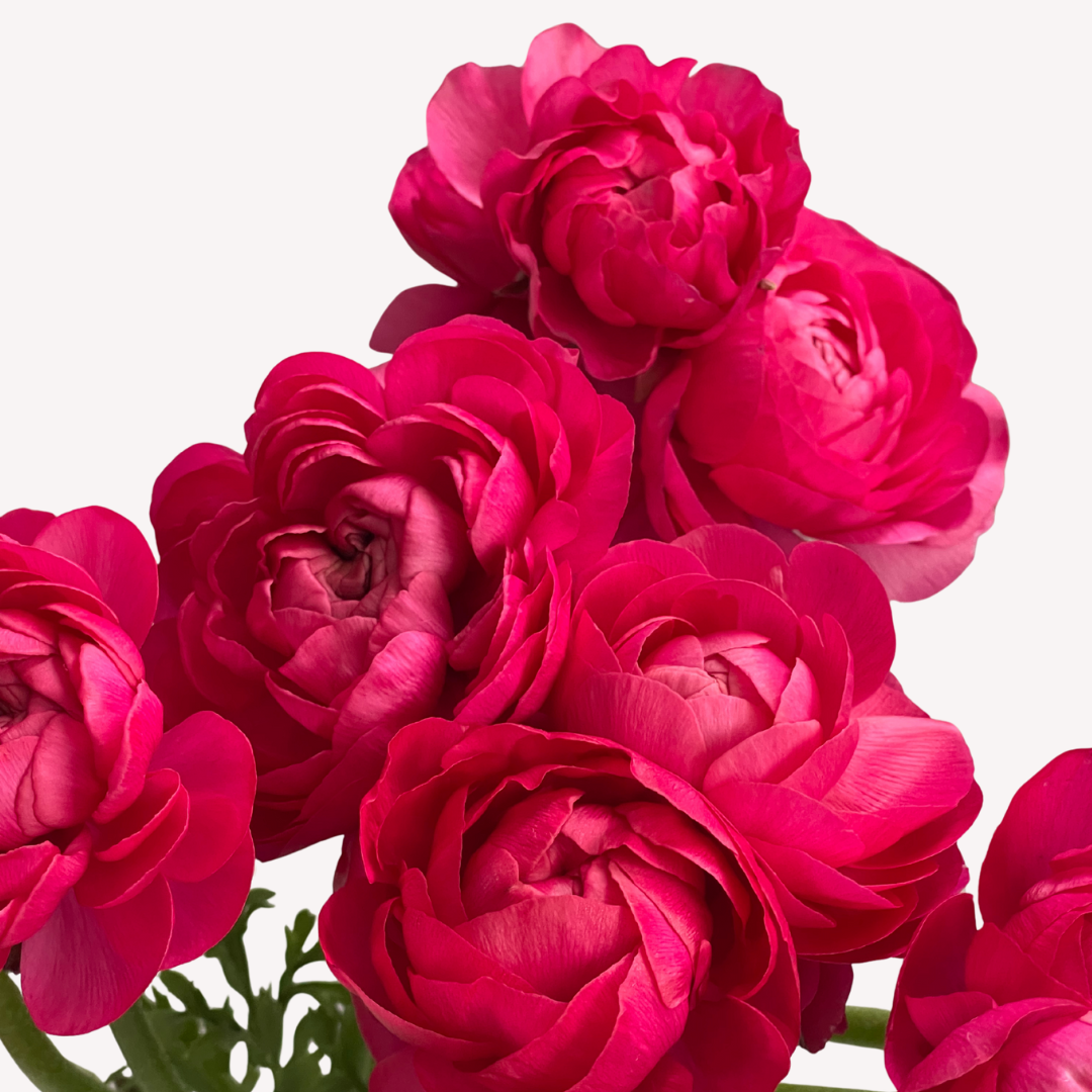HOT PINK RANUNCULUS