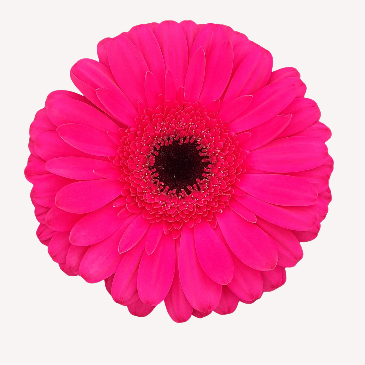 ASSORTED GERBERAS