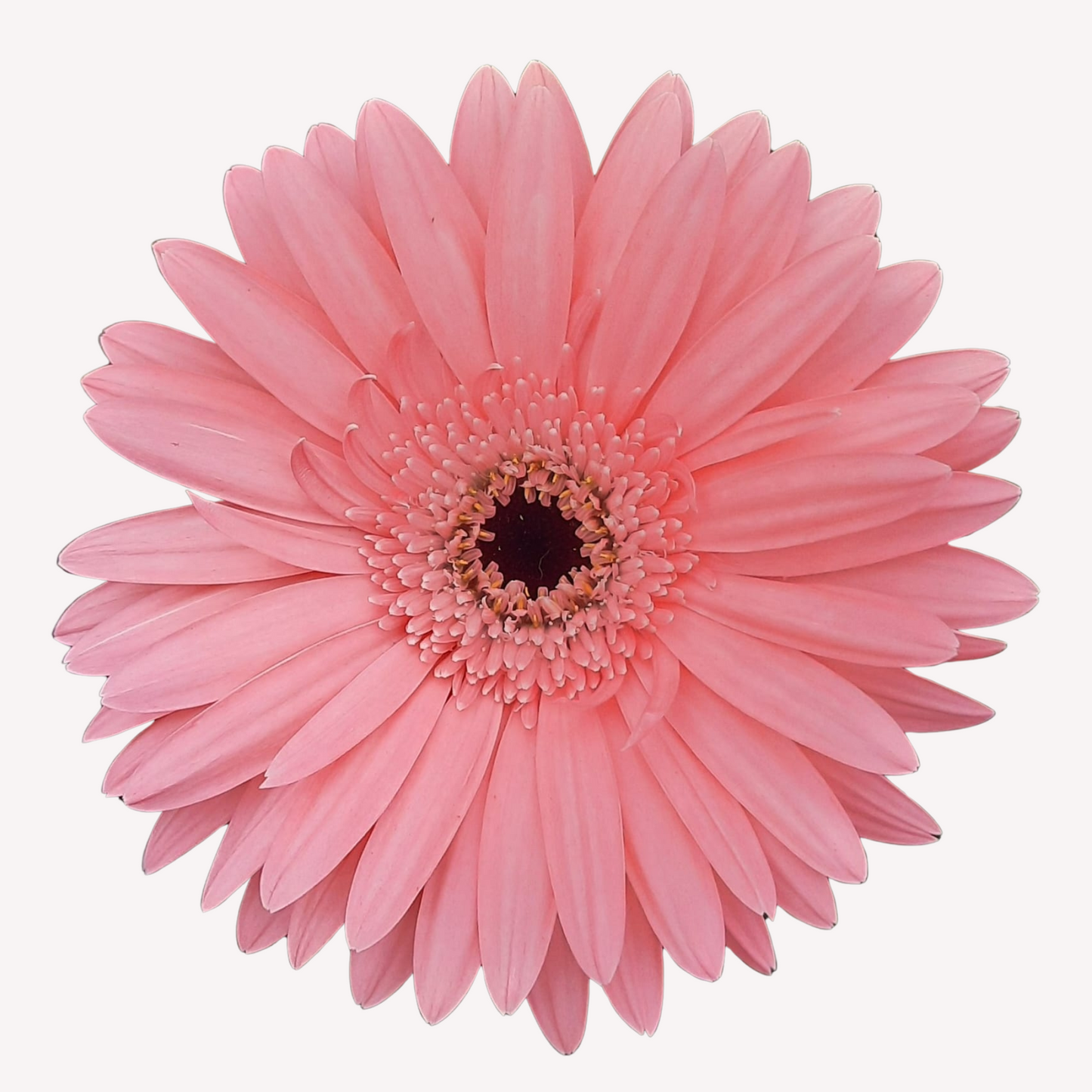 ASSORTED GERBERAS