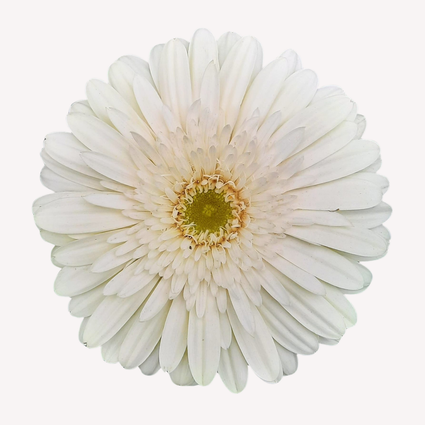 ASSORTED GERBERAS