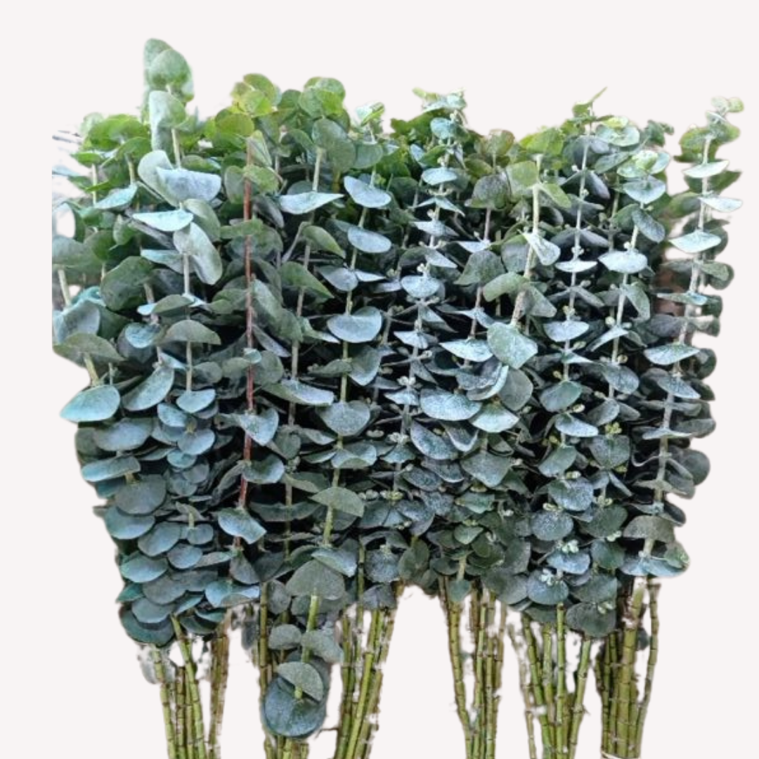 BABY BLUE EUCALYPTUS